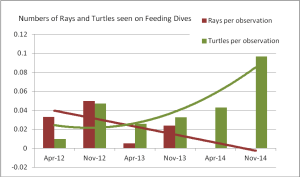 Average Numbers of Rays and Turtles per dive during each count