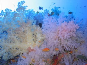 Korosun Dive: white wall