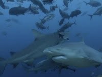 Sharks in Fiji