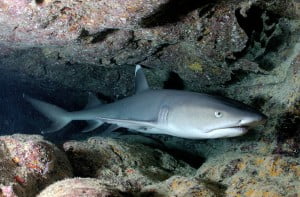 Whitetip reef shark (Triaenodon obesus)