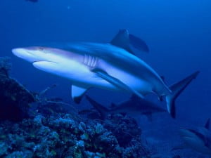 Grey reef shark (Carcharhinus amblyrhynchos)