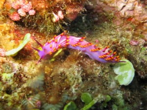 Korosun Dive: dream house nudibranch