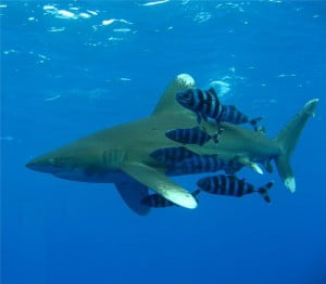 Oceanic whitetip shark