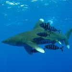 Oceanic_Whitetip_Shark
