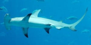 great hammerhead shark