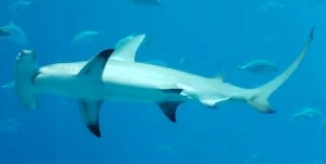 great hammerhead shark