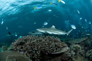 Black_tip_reef_shark_Alexander_Safonov_-4