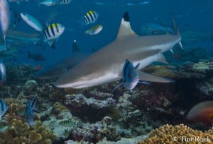 Blacktip Reef Sharks by Tim Rock 