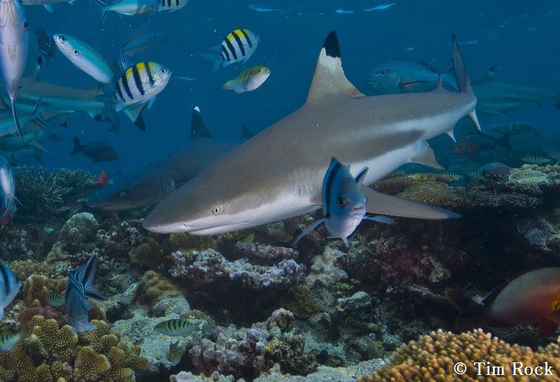 Blacktip Reef Sharks by Tim Rock