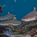 Blacktip shark