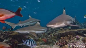 Blacktip shark 