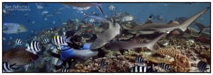 White tip and black tip reef sharks in Fiji