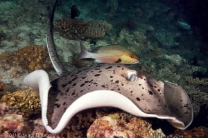 Giant Reef Ray ©2011 Edward Dorson