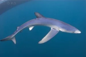 Blue Shark by Robert Lupo Dion