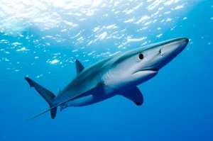 Blue shark