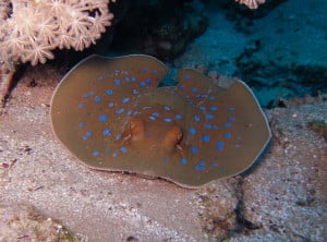 Oceania fantail (blue spotted) ray