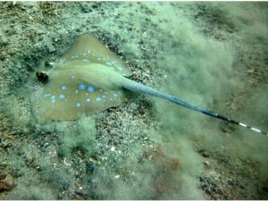 Bluespot stingray Kuhl