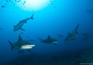Bull sharks in Fiji