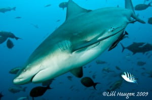 Bull sharks in Fiji