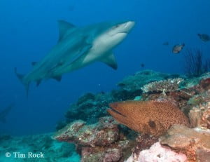 Bull Shark - Tim Rock
