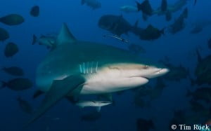 Bull shark by  Tim Rock