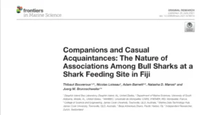 Companions and Casual Acquaintances: The Nature of Associations Among Bull Sharks at a Shark Feeding Site in Fiji - Thibaut Bouveroux