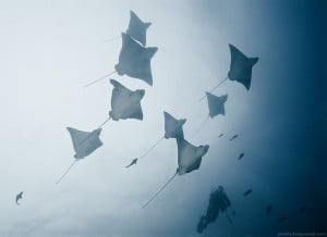 Spotted eagle rays