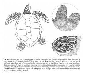 Green Turtle identification