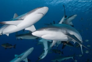 Grey reef sharks