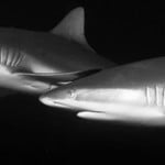 Grey_reef_shark_Header