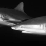 Grey_reef_shark_Header