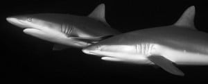 Grey_reef_shark_Header