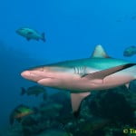 Grey reef shark in Fiji