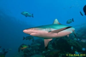 Grey reef shark in Fiji