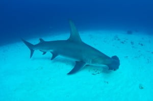 Shark Species - The Great Fiji Shark Count