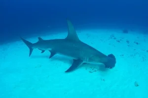 Great Hammerhead Shark