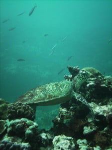 Hawksbill Turtle by Alex Hill