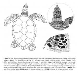 Hawksbill Turtle identification 
