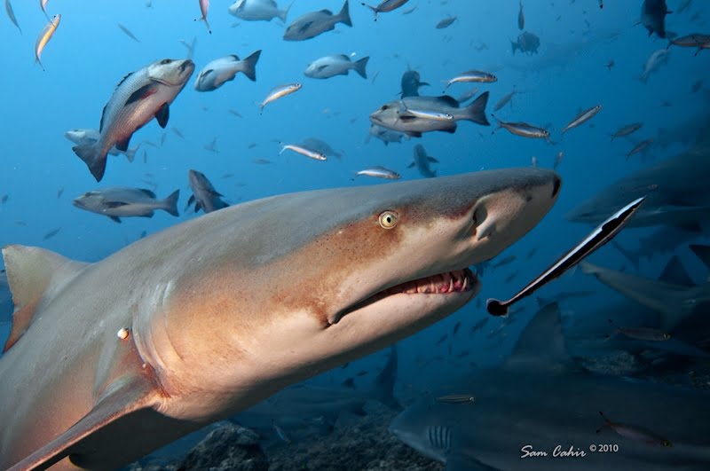 Sicklefin lemon shark The Great Fiji Shark Count