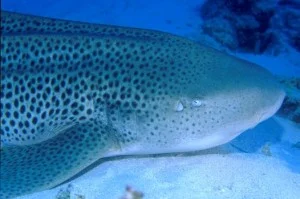 Leopard shark head
