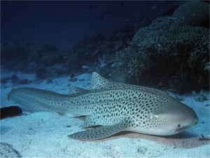 Leopard shark resting on sandy bottom