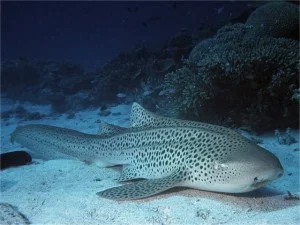 Leopard shark resting on sandy bottom