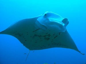 Manta ray