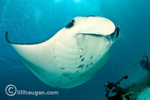 Manta Ray in Fiji