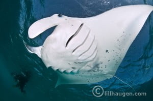 Manta Ray by Lill Haugen