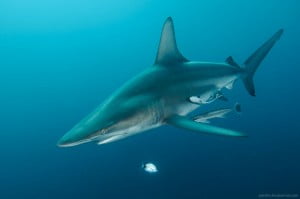 Oceanic blacktip shark by Alexander Safonov