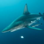 Oceanic_blacktip_shark