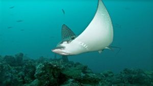 Ocellated eagle ray Photo: Beqa Adventure Divers