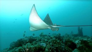 Ocellated eagle ray Photo: Beqa Adventure Divers