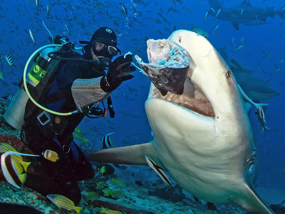 A diver feeds a shark. A new research published by the Pacific Conservation Biology reveals 146,304 sharks were observed in Fiji waters between 2012-2016. Picture: THE FIJI SHARK DIVE